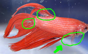 Then keep reading to find out all the common causes, as well as how to treat and prevent them! Diseases In Bettas Dogs Cats Pets