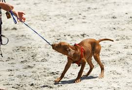 This way, even if your dog does pull, the weight will be distributed evenly across the body instead of centralized on the neck. How To Train Your Puppy To Stop Biting The Leash 3 Lost Dogs