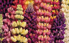 Lupine Tutti Frutti Lupine Seeds Vibrant Candy By Thegardenstudio 3 00 Perennial Plants Lupines Full Sun Perennials
