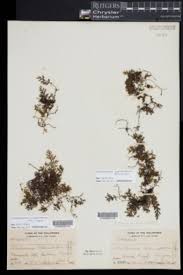 Image result for Crepidomanes chevalieri