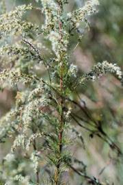 Image result for Crassocephalum montuosum