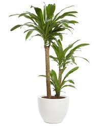 7 Office Plants You Won T Kill Corn Plant Dracaena Plant Office Plants
