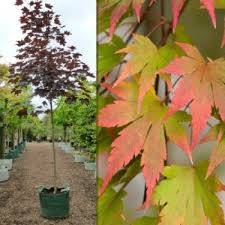 Big trees green anese maple dwarf anese maple big tree. Buy Maple Trees Online Acer Trees Including Japanese Maple Trees For Sale