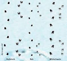 Check spelling or type a new query. Tierspuren Ratsel Das Weitwandern Portal