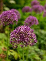 Allium Violet Beauty Bulb Flowers Allium Flowers