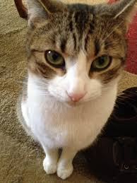 Kitty Smizing Cute Cats Animals And Pets Animals