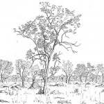 Image result for Combretum pisoniiflorum