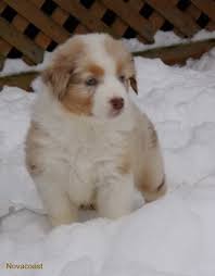 See more of australian shepherd puppies for sale on facebook. Australian Shepherd Dogs And Breeders In Canada Canadogs