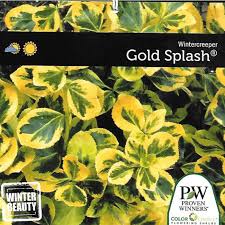 Its large, round leaves have bright, bold variegation offering far more impact than other, older varieties. Gold Splash Euonymus