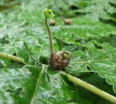 Image result for Tectaria gemmifera