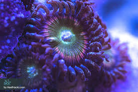 Ultimate Zoanthids Coral Hacking Guide With Amazing Pictures