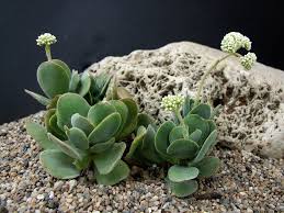 Image result for Crassula globularioides
