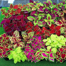 Image result for Coleus meyeri