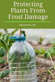 Protecting Plants From Frost Damage Nature Moms Frost Protection For Plants Easy Garden Gardening Tips