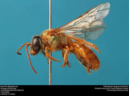 Image result for Millettia psilopetala