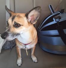 Simply zip the dome off. Why Our Dog Has A Sleepypod Car Seat Travelcraft Journal