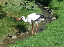 Storch Heimische Vogel Storch Tiere