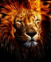 Hebrews 101 Beginnings Lion Of Judah Beautiful Lion Animals