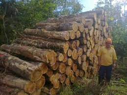 We did not find results for: Brazilian Teak Wood Logs By Lingam Enterprise Brazilian Teak Wood Logs Id 780880