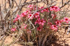 Image result for Adenium oleifolium