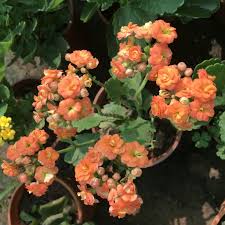 Image result for Kalanchoe calandiva