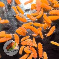 Image result for Spragueanella