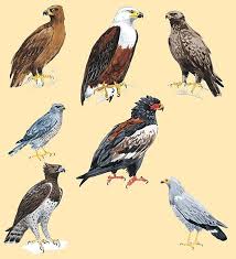 Small Birds Of Prey South Africa Kruger Park Sabie Sands Loop Game Drive Safari In Skukuza African Wildlife Beautiful Birds Kruger National Park