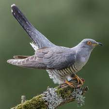 Die meisten vögel mit kuckucksverhalten, von denen es einige gibt, gehen nicht so weit wie der europäische kuckuck, der die eier seiner zieheltern einfach aus dem nest wirft, oder wie das. Kuckucke Finden Immer Weniger Geeignete Nester Geo