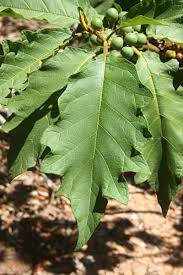 Image result for Solanum chrysotrichum