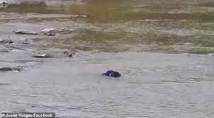 Witness Says Two Migrants Drowned In The Rio Grande While Cbp Agents Watched Daily Mail Online