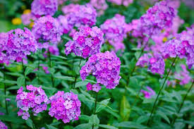 You can name such common unpretentious indoor plants that bloom for a long time: 20 Luminous Perennial Flowers That Bloom All Season Diy Crafts