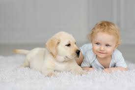 Carpet cleaning bowie, md's technicians are trained in carpet cleaning: Best Carpet Cleaning Service In Bowie Md 2021