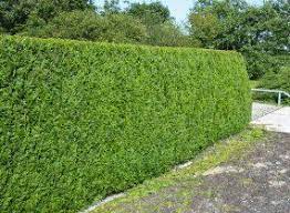 The thuja green giant is often promoted as an alternative to hemlocks and pines, which. Thuja Steeplechase Arborvitae Very Fast Growing Hedge Fragrant Low Maintenance Thuja Plicata Trees For Front Yard Plants
