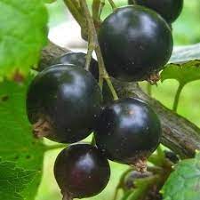 Устойчивость к заболеваниям