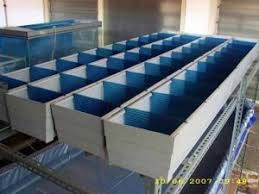 Cara Budidaya Lobster Air Tawar Di Rumah Dengan Berbagai Media Ilmubudidaya Com