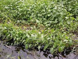 Image result for Monochoria africana