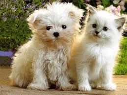 Cute Cool Pets 4u Kittens And Puppies Pictures Cute Puppies And Kittens Cute Cats And Dogs Cute Baby Animals