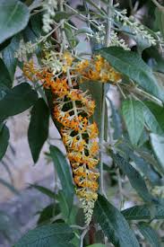 Image result for Buddleja madagascariensis