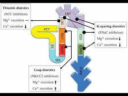 Image result for Loop Diuretic