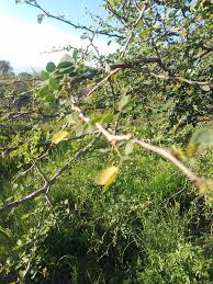 Image result for Acacia mellifera