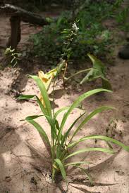 Image result for Chlorophytum macrophyllum