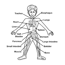You can use our amazing online tool to color and edit the following body parts coloring pages for preschool. Pin On Printables