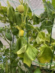 Image result for mildew on cucumbers