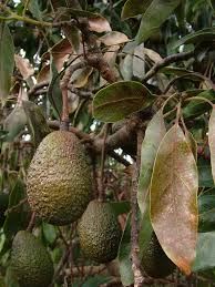 There are tropical varieities that are very sensitive to cold most notably many of the varieties that are of a west indian origin. Growing Avocados Frost Agriculture And Food