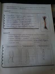 гдз по биологии 8 класс рабочая тетрадь маш 2015 Gdz Po Biologii 8 Klass Marsh Tetrad Onlajn Reshebnik Komplekt