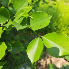 Image result for Dalbergia sissoo
