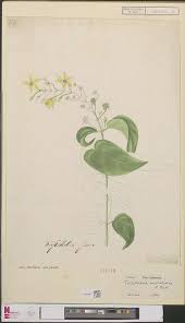 Image result for Tristellateia