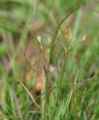 Image result for Juncus bufonius