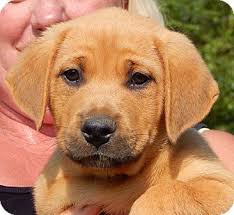 Golden retriever puppies nj adoption. Sussex Nj Golden Retriever Boxer Mix Meet Scooter 10 Lbs A Puppy For Adoption Http Www Adoptapet Com Pet 1115839 Pets Puppy Adoption Golden Retriever