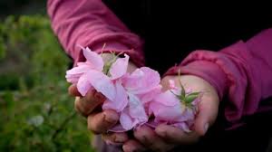 Maybe you would like to learn more about one of these? Apa Yang Membuat Bunga Segar Begitu Mahal Bbc News Indonesia